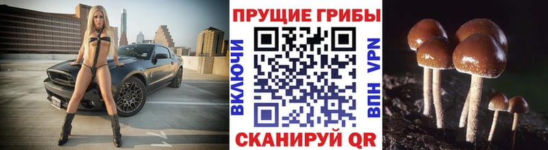 Купить где Вышний Волочёк Псилоцибиновые грибы прущие грибы